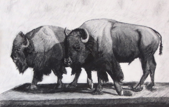 Buffaloes, Charcoal Drawing by Jack Collier. Beginner Drawing Adult Student